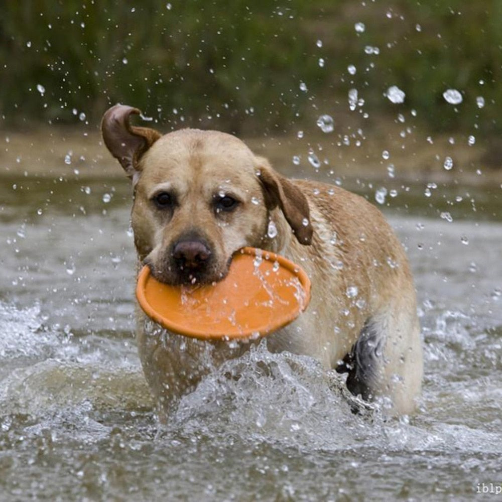 Frisbee Disco Para Cães